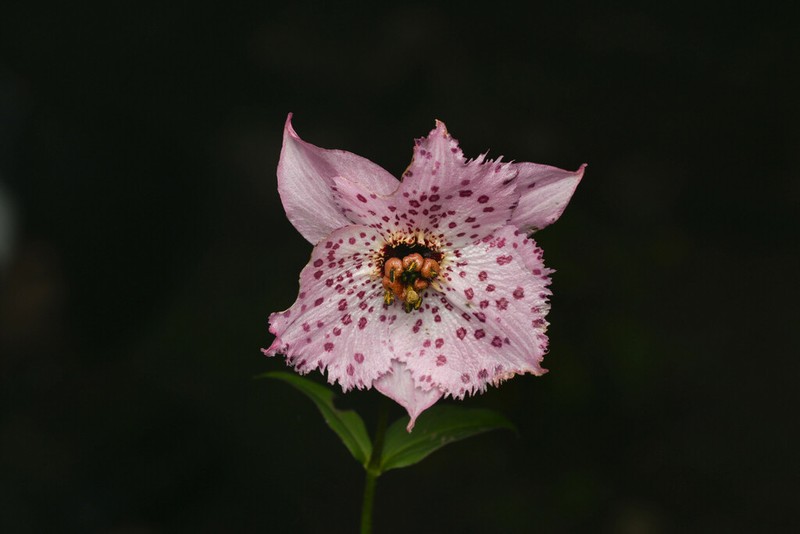 Lilium pardanthinum photo 6