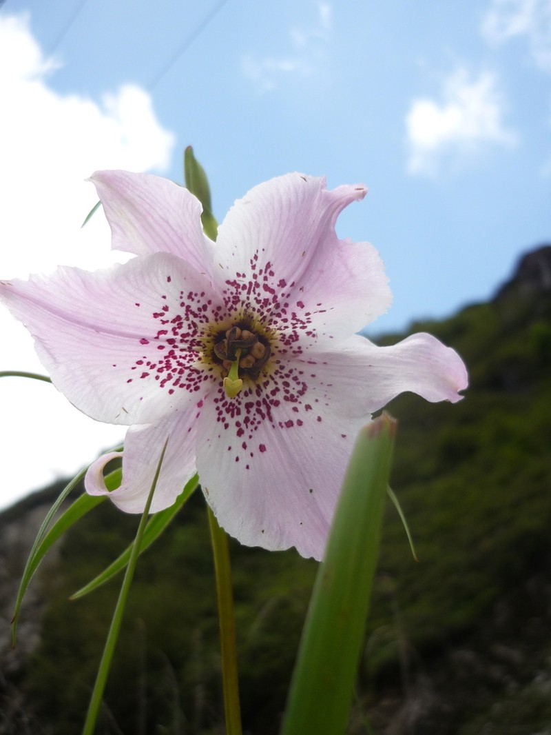 Lilium pardanthinum photo 8