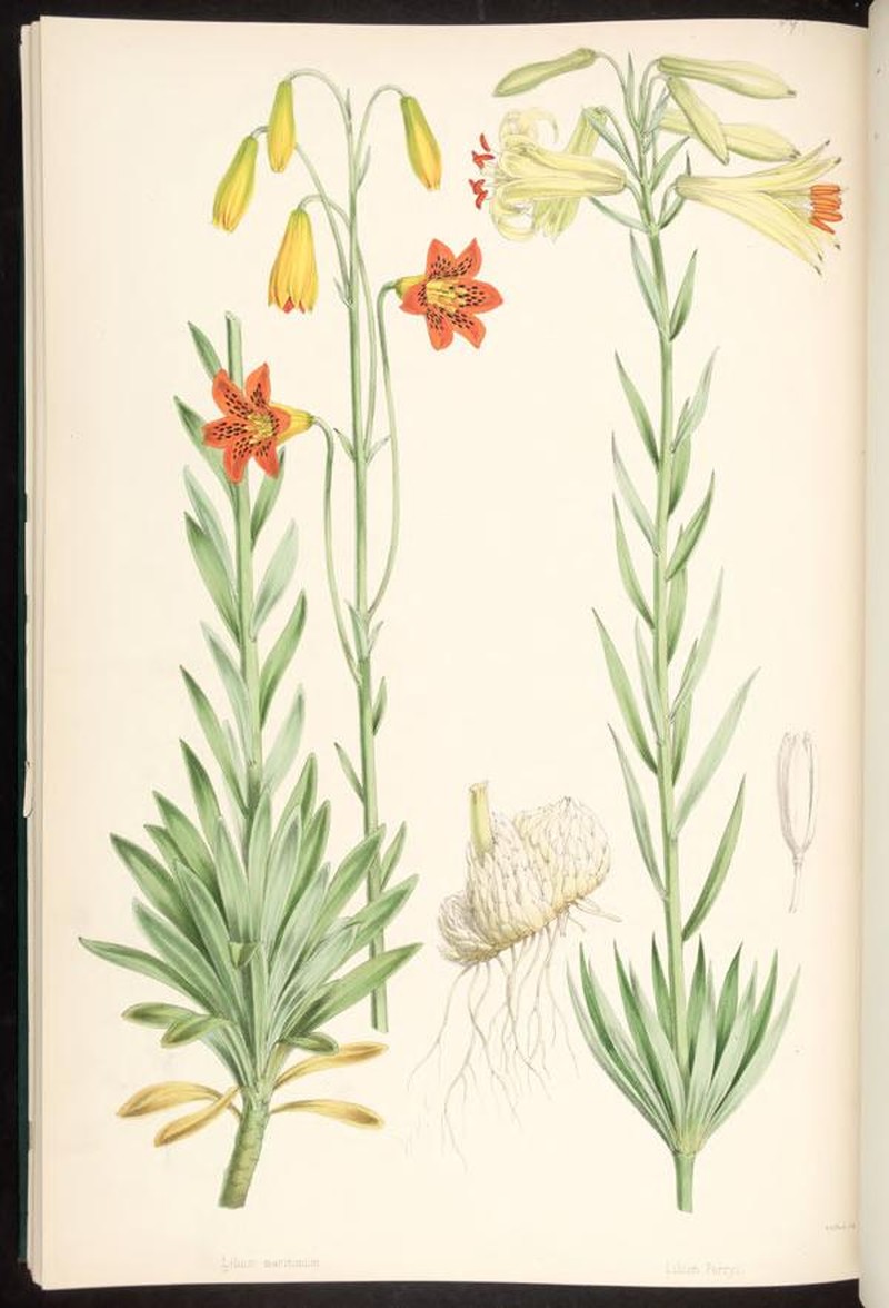 Lemon Lily photo 2