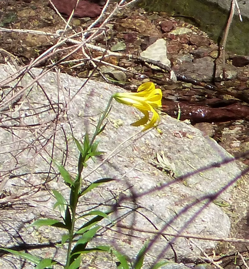 Lemon Lily photo 3