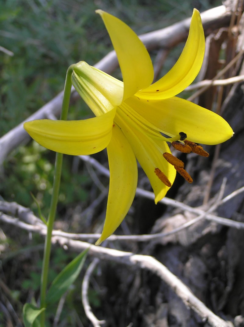 Lemon Lily photo 4