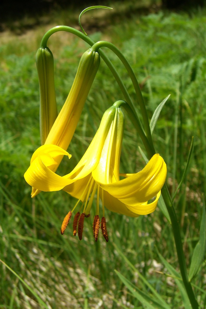 Lemon Lily photo 5