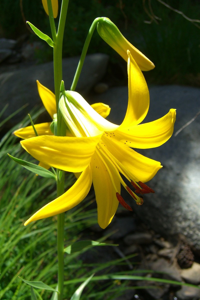 Lemon Lily photo 6