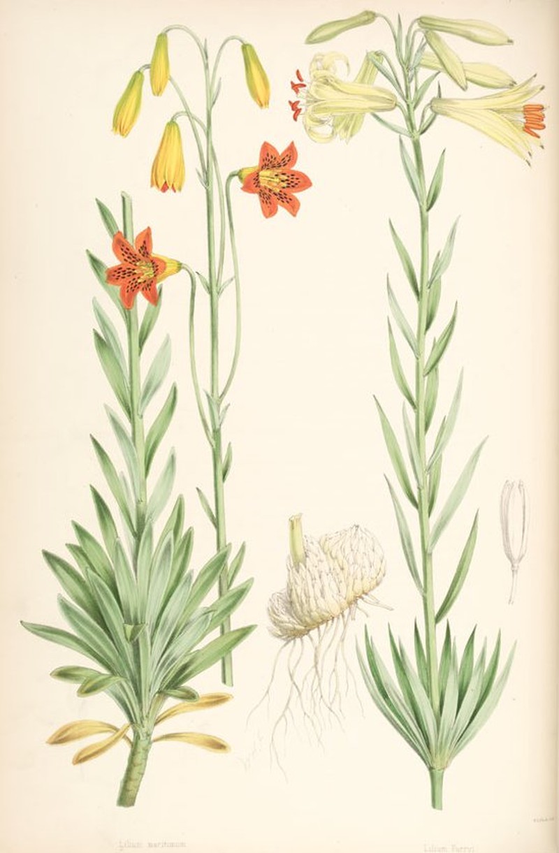 Lemon Lily