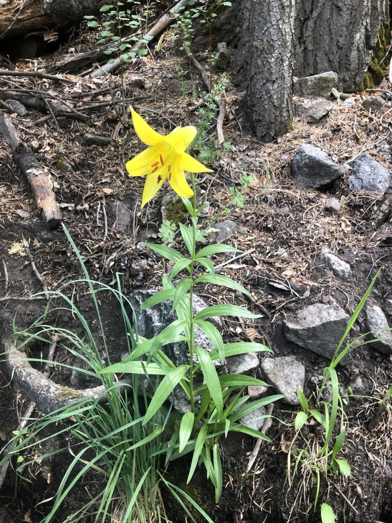 Lemon Lily photo 3