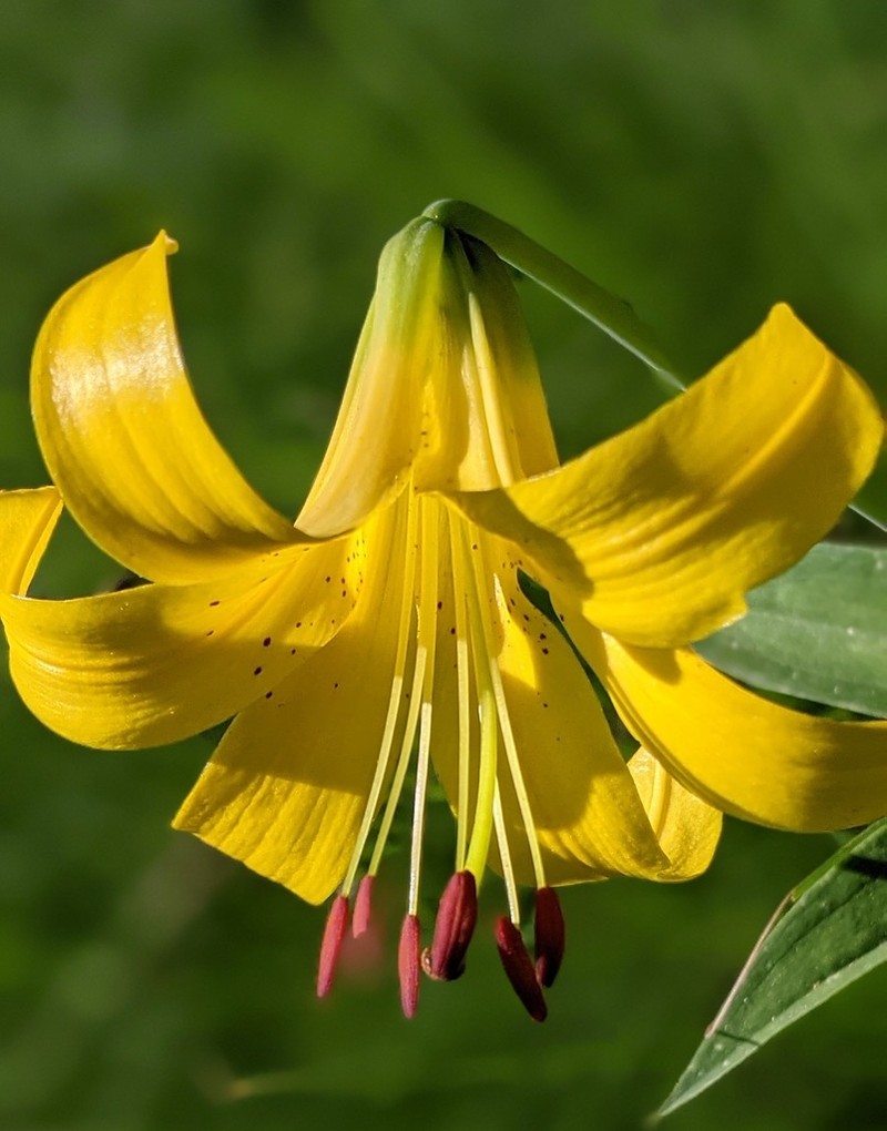 Lemon Lily photo 4