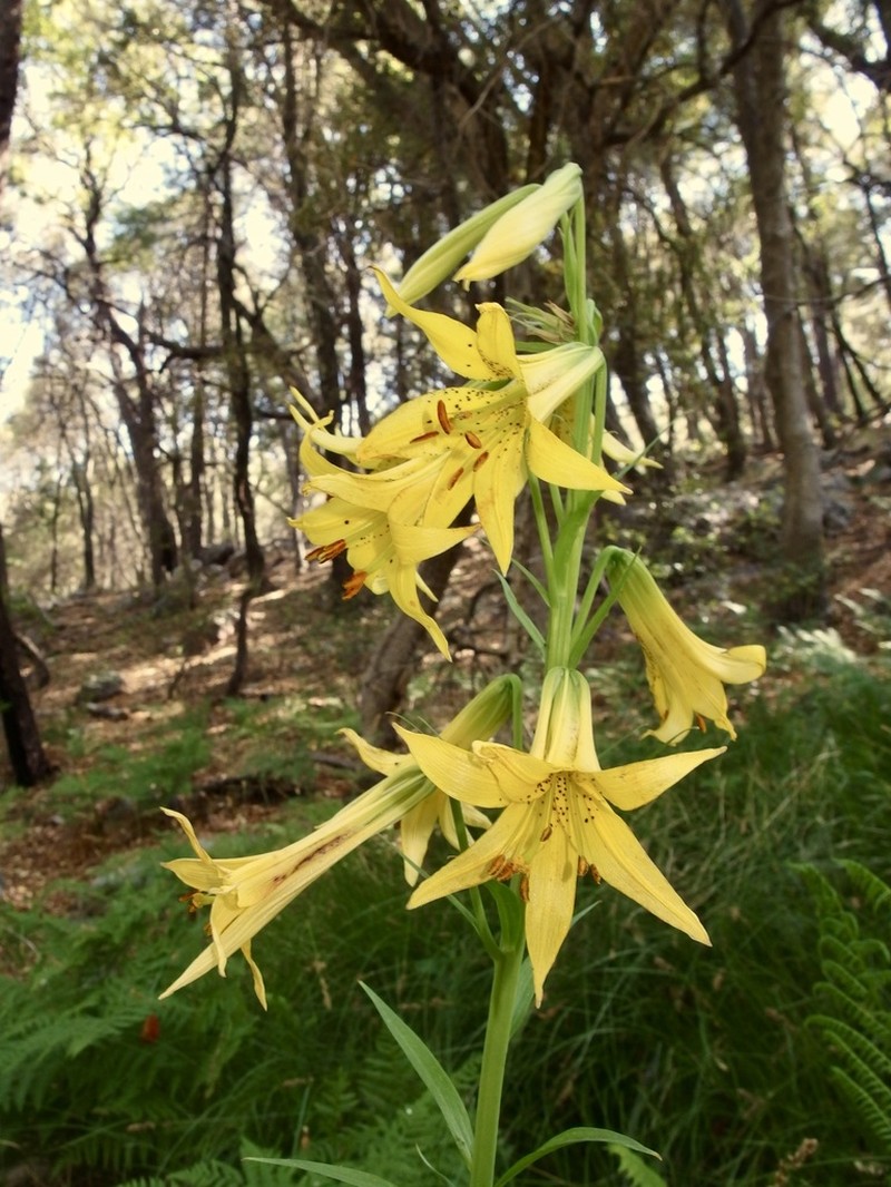 Lemon Lily photo 5