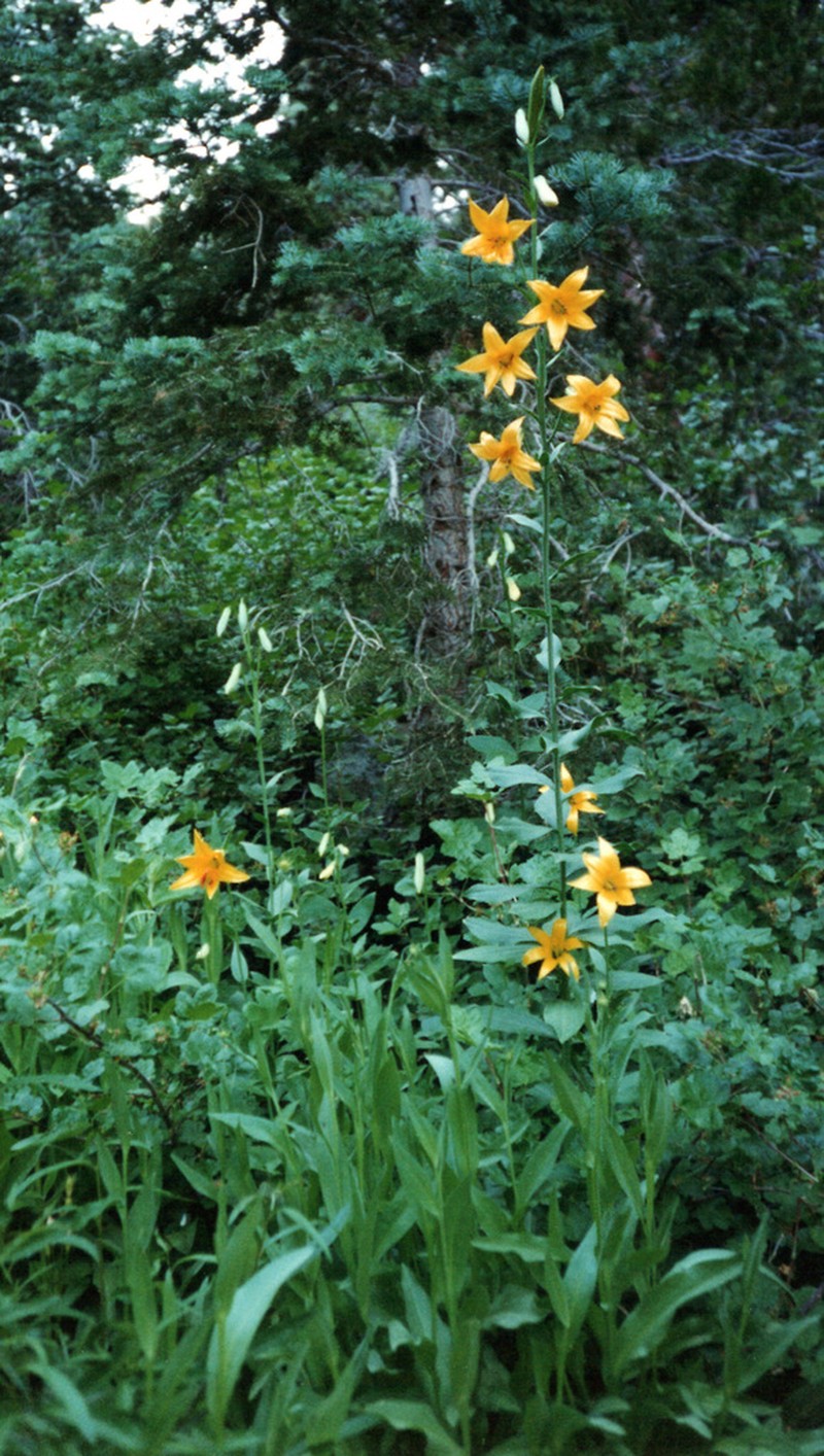 Lemon Lily photo 6