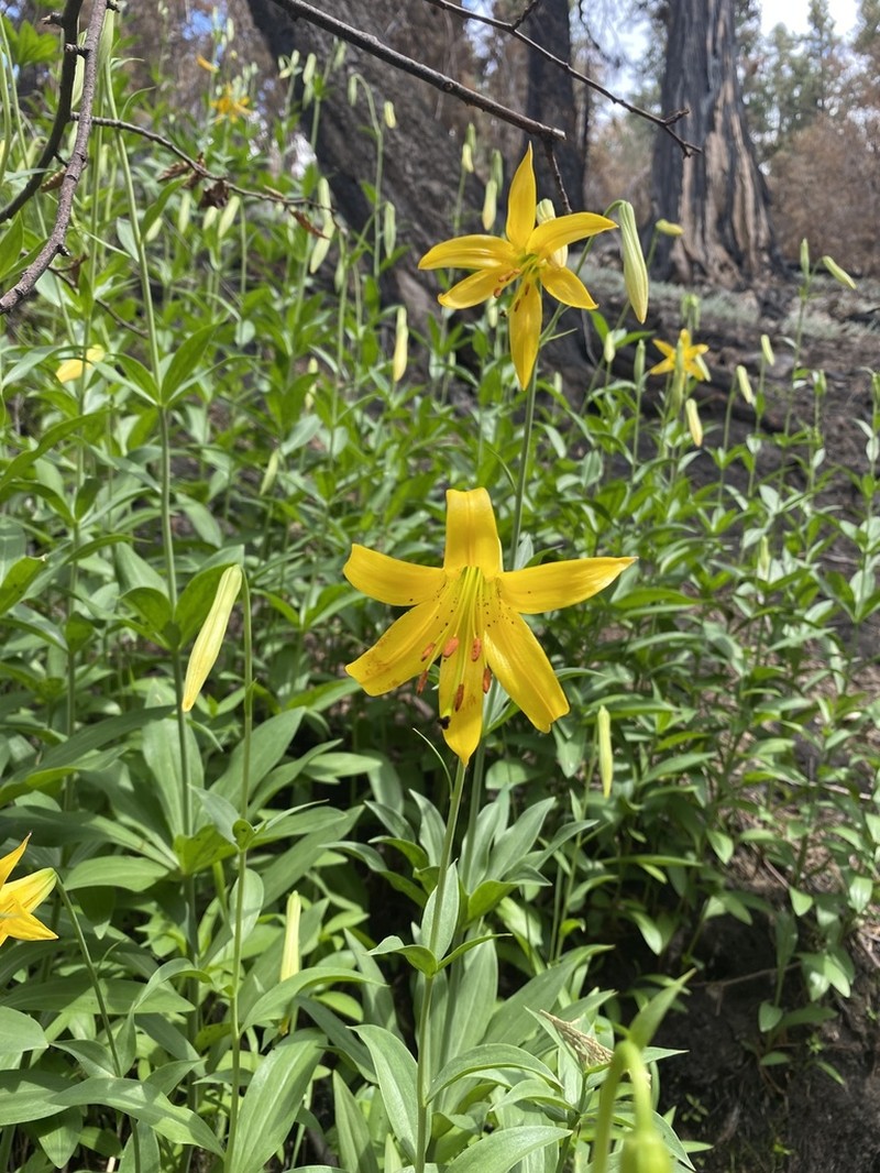 Lemon Lily photo 7