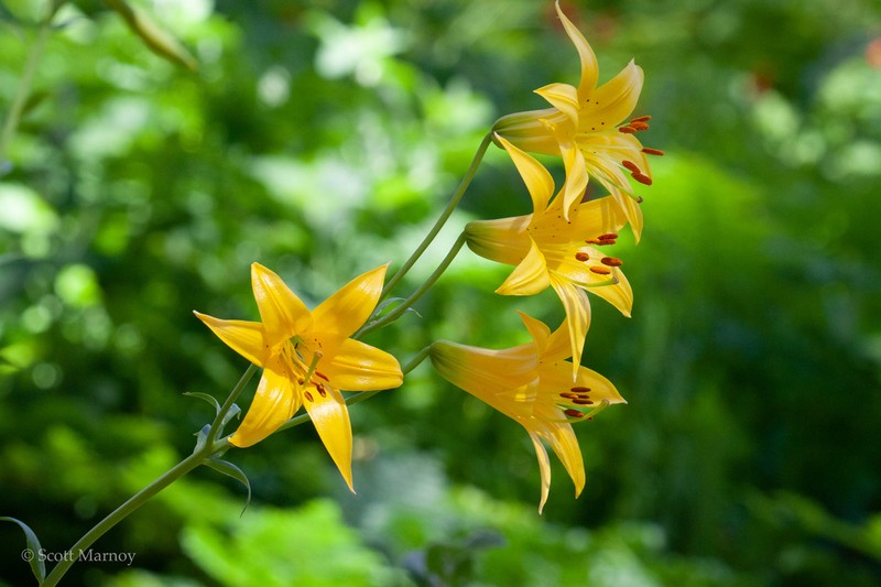 Lemon Lily photo 8