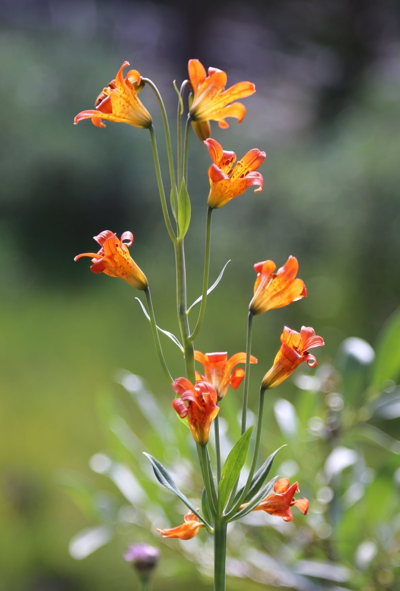Sierra Tiger Lily photo 6