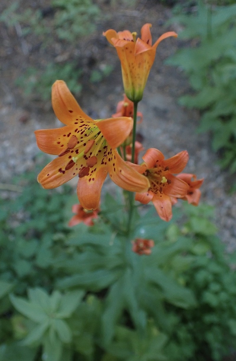 Sierra Tiger Lily photo 3