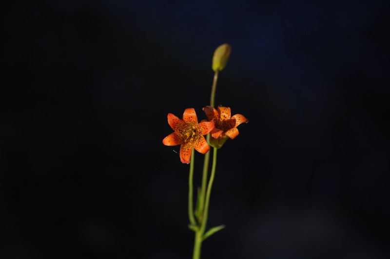 Sierra Tiger Lily photo 4