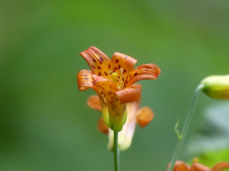 Sierra Tiger Lily photo 5