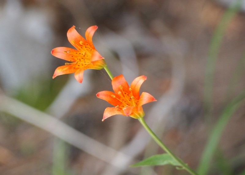 Sierra Tiger Lily photo 6