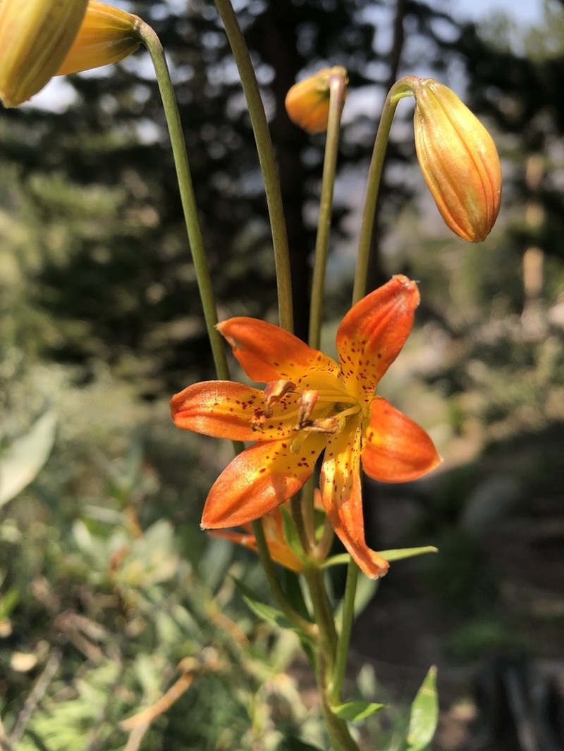 Sierra Tiger Lily photo 7