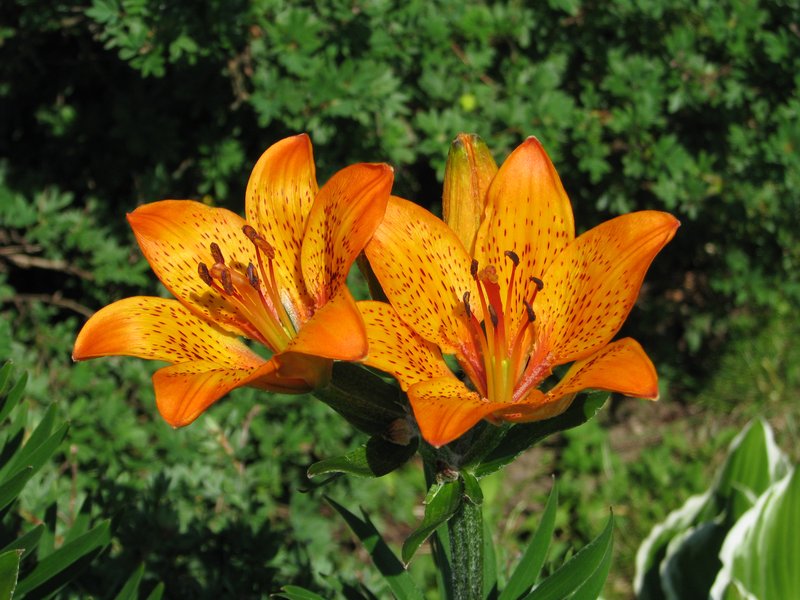 Lilium pensylvanicum