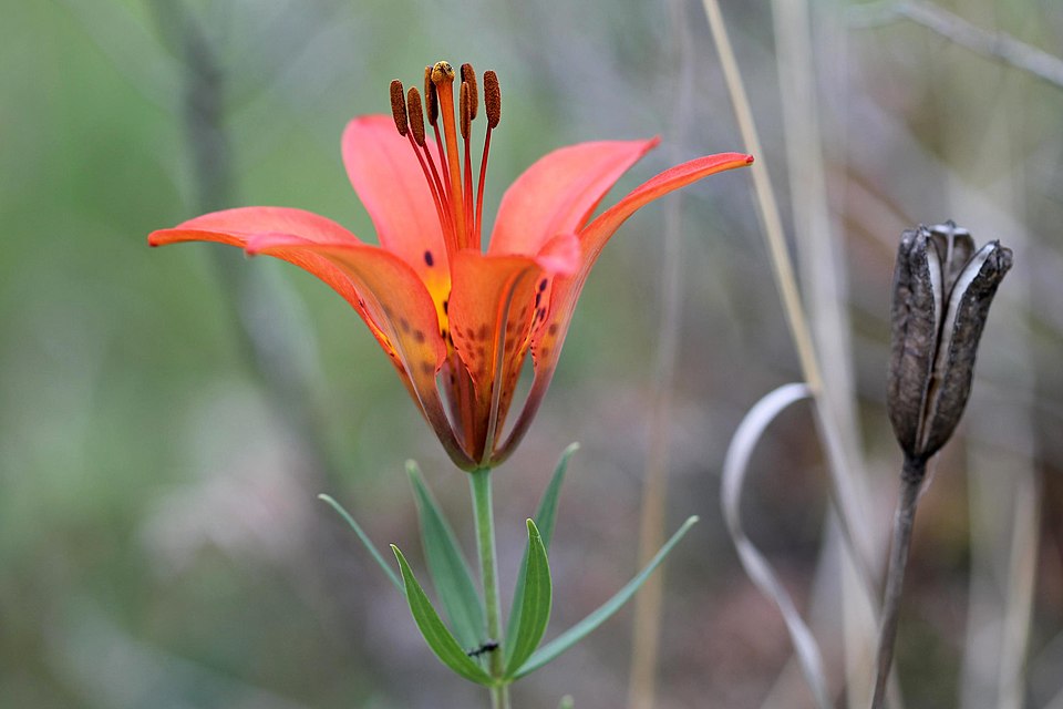 Wood Lily photo 4