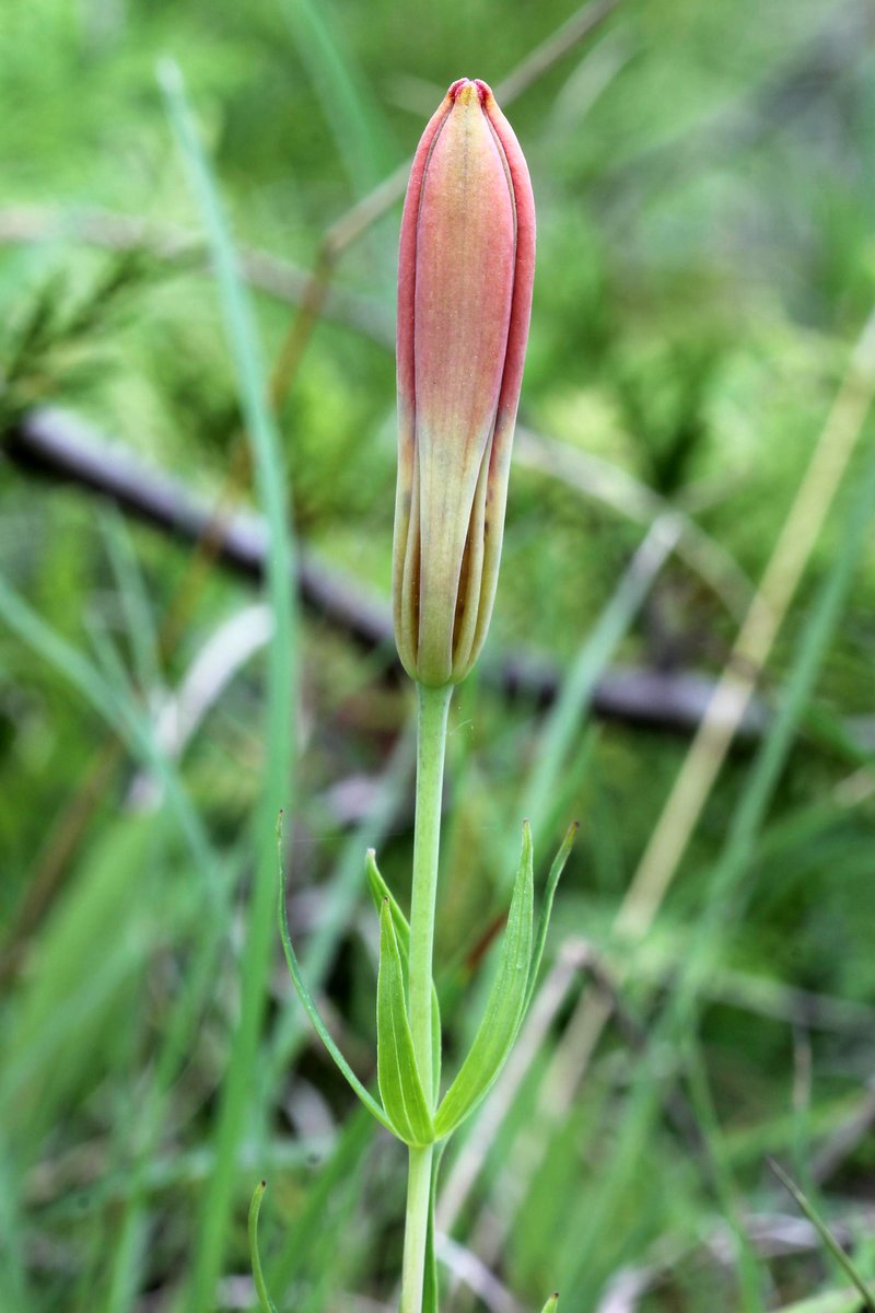 Wood Lily photo 5
