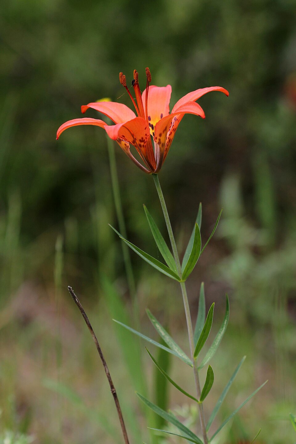 Wood Lily photo 6