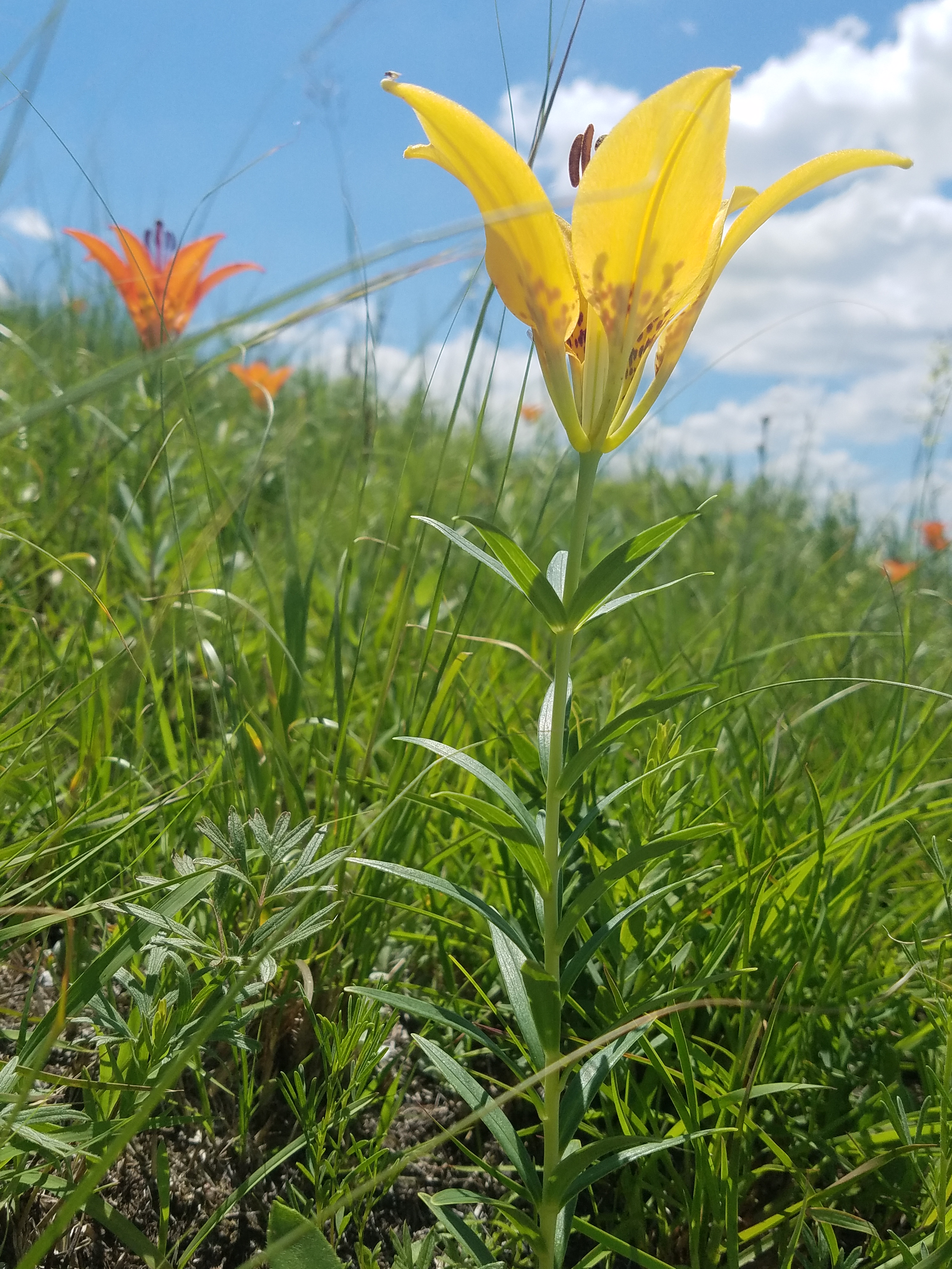 Wood Lily photo 7