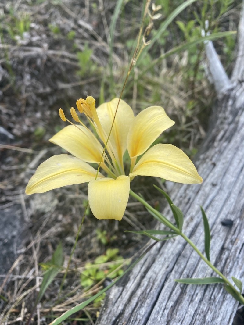 Wood Lily photo 6