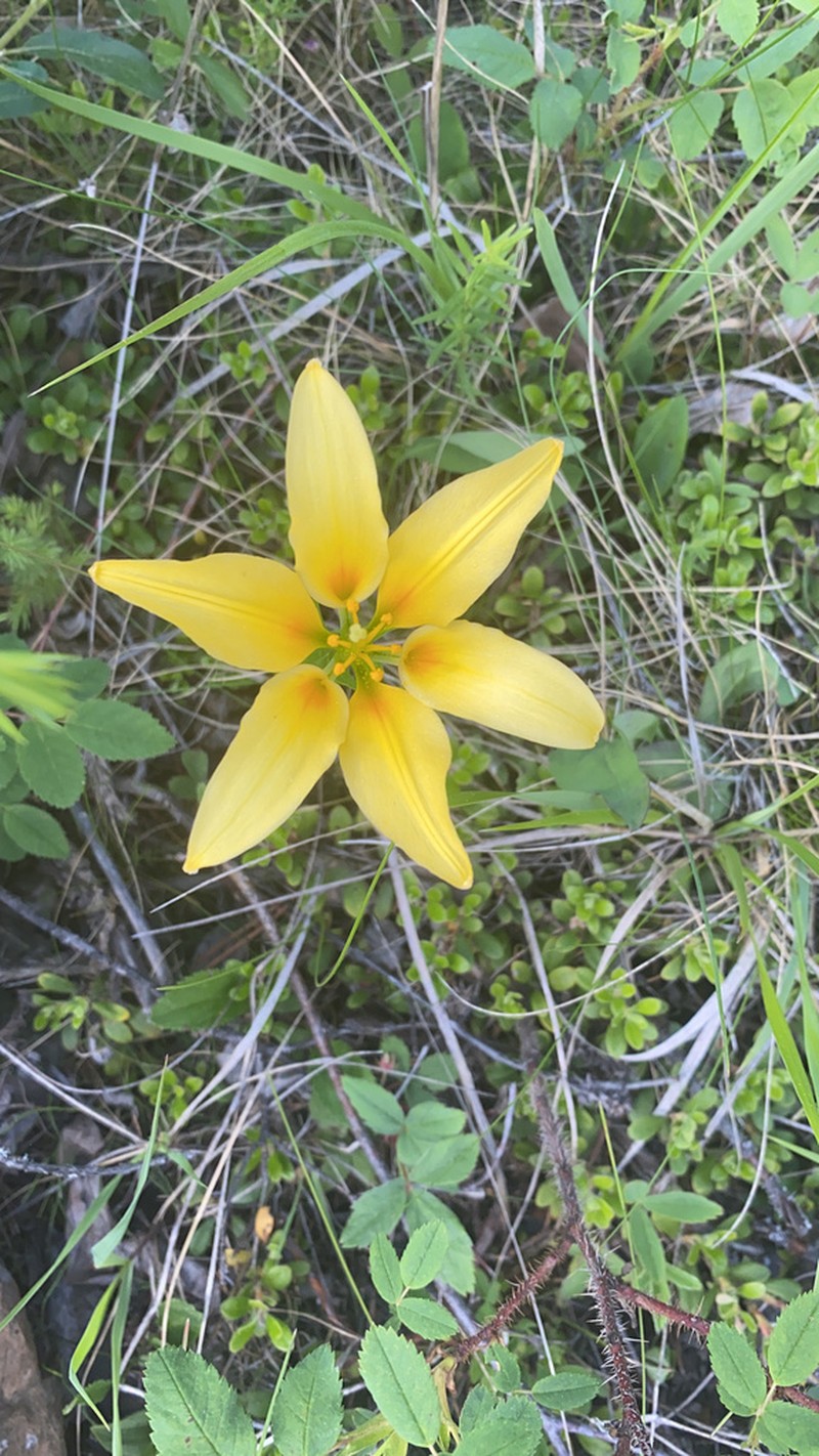 Wood Lily photo 7