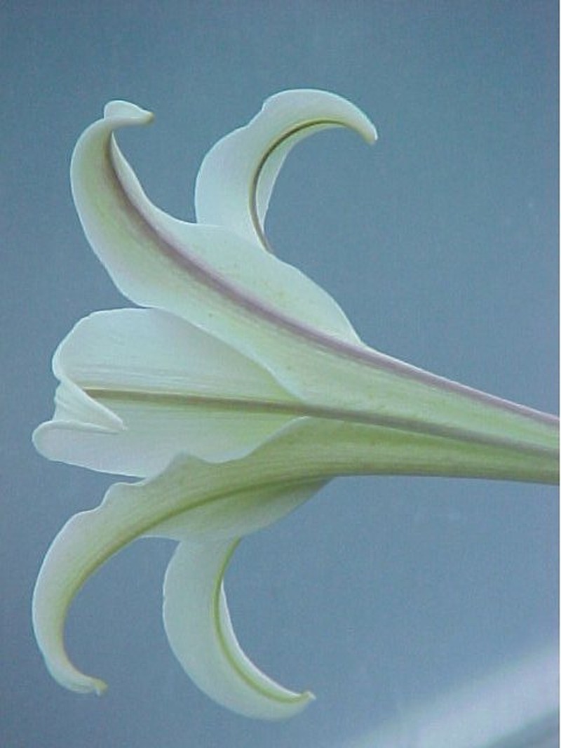 Philippine Lily photo 4