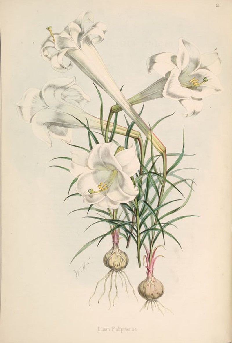 Philippine Lily photo 2