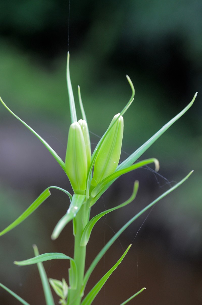 Philippine Lily photo 3