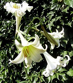 Philippine Lily