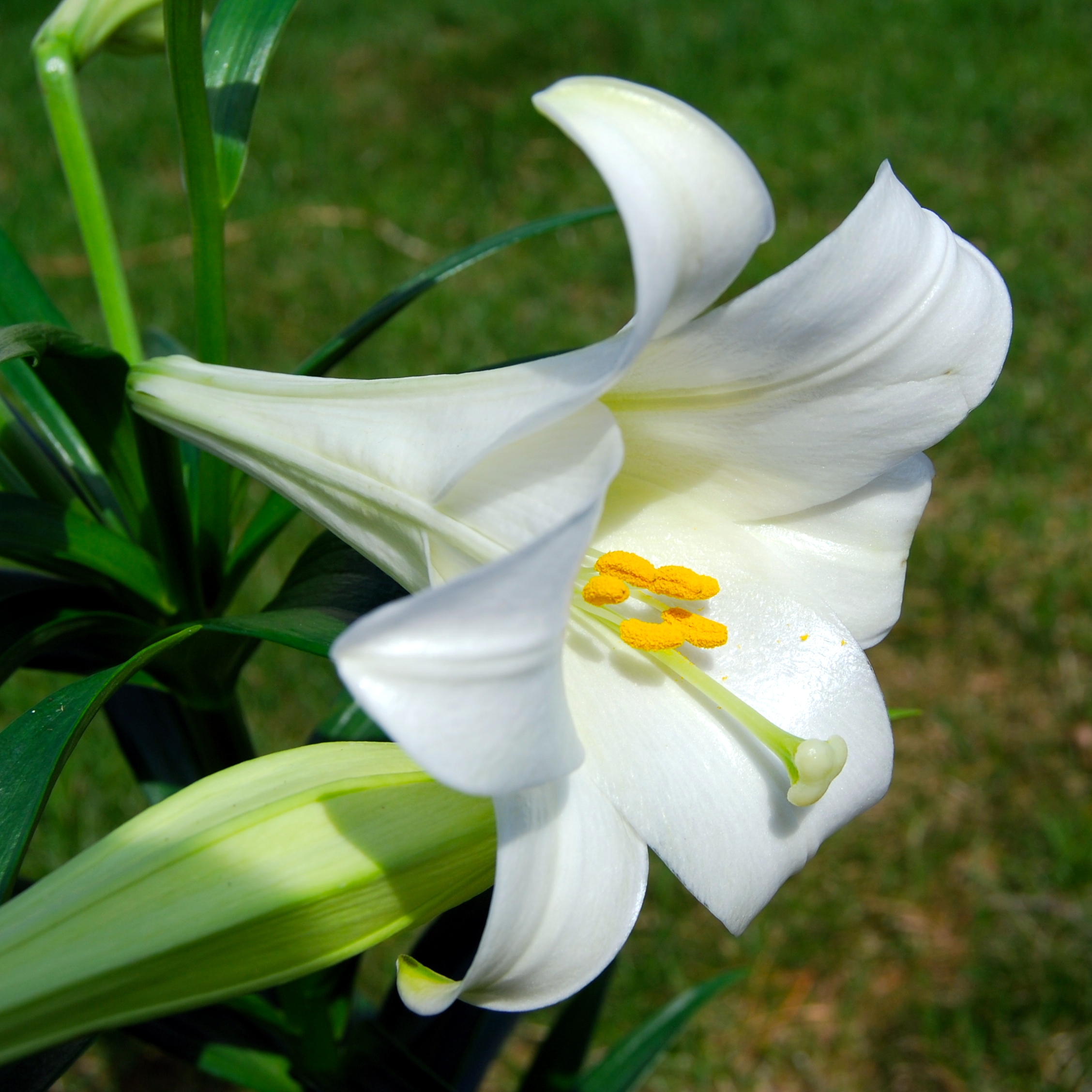 Philippine Lily photo 5