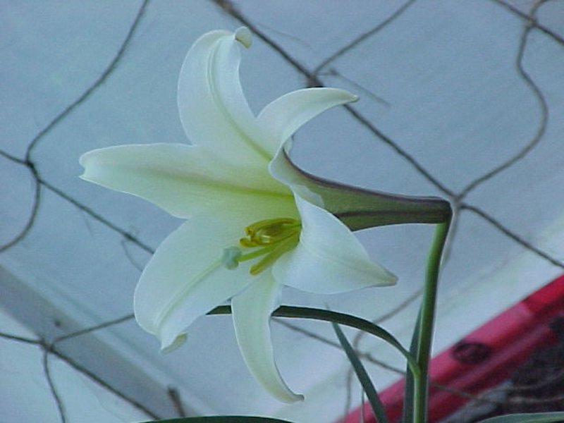 Philippine Lily photo 6