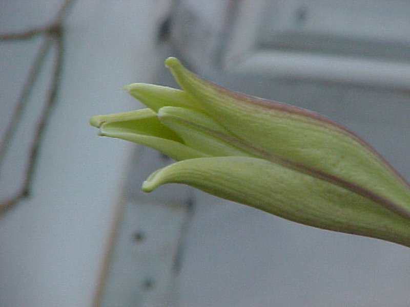 Philippine Lily photo 7