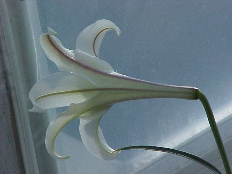Philippine Lily photo 8