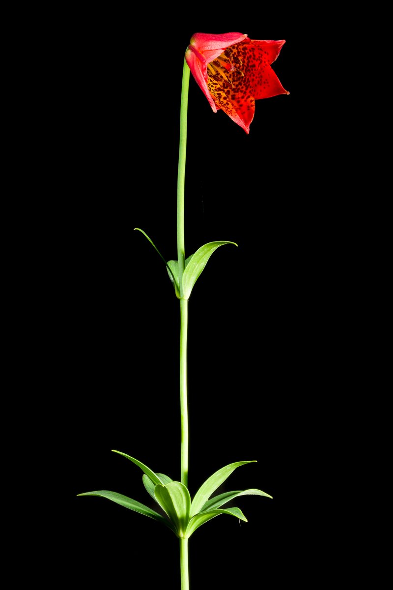 Lily