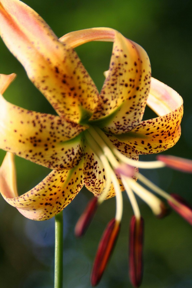 Sandhills Lily