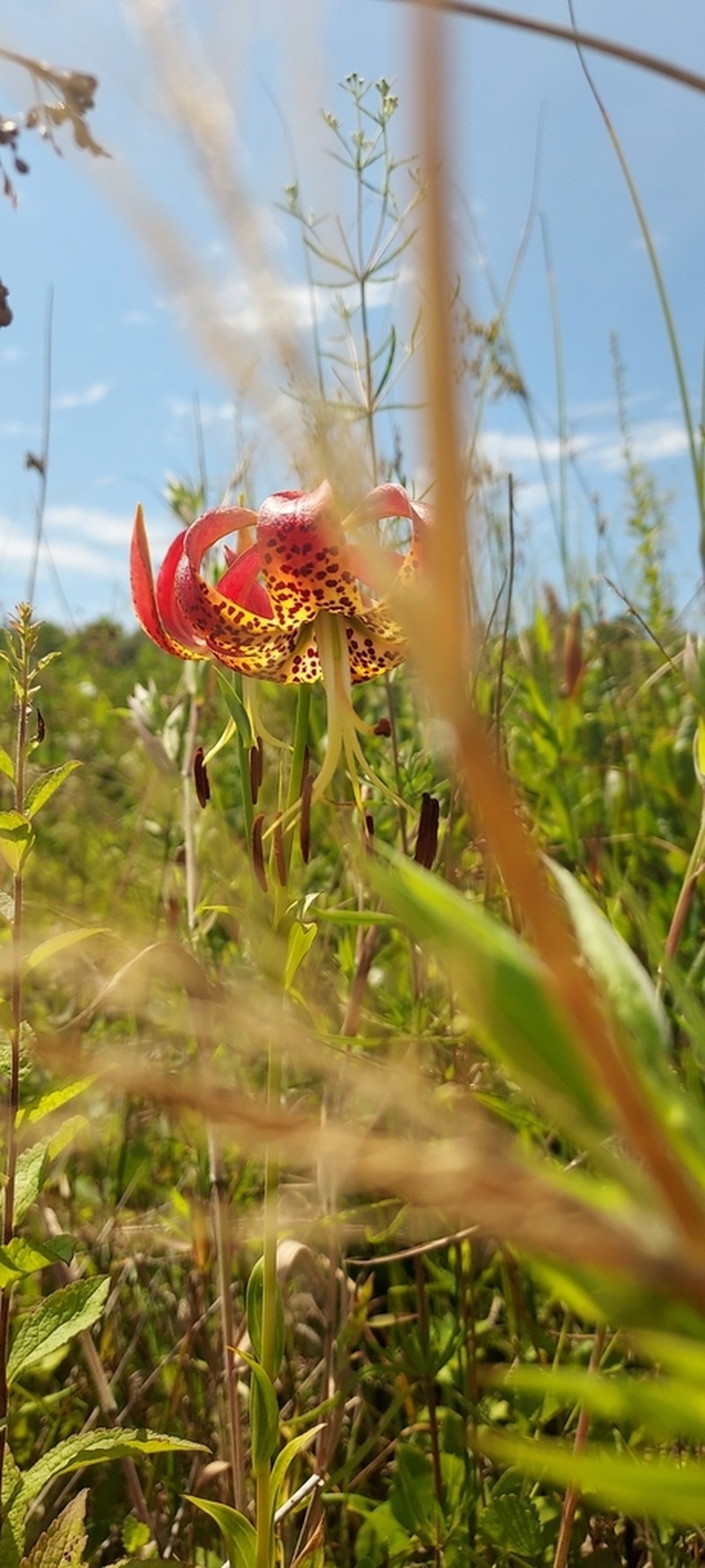 Sandhills Lily
