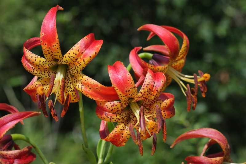 Sandhills Lily photo 2