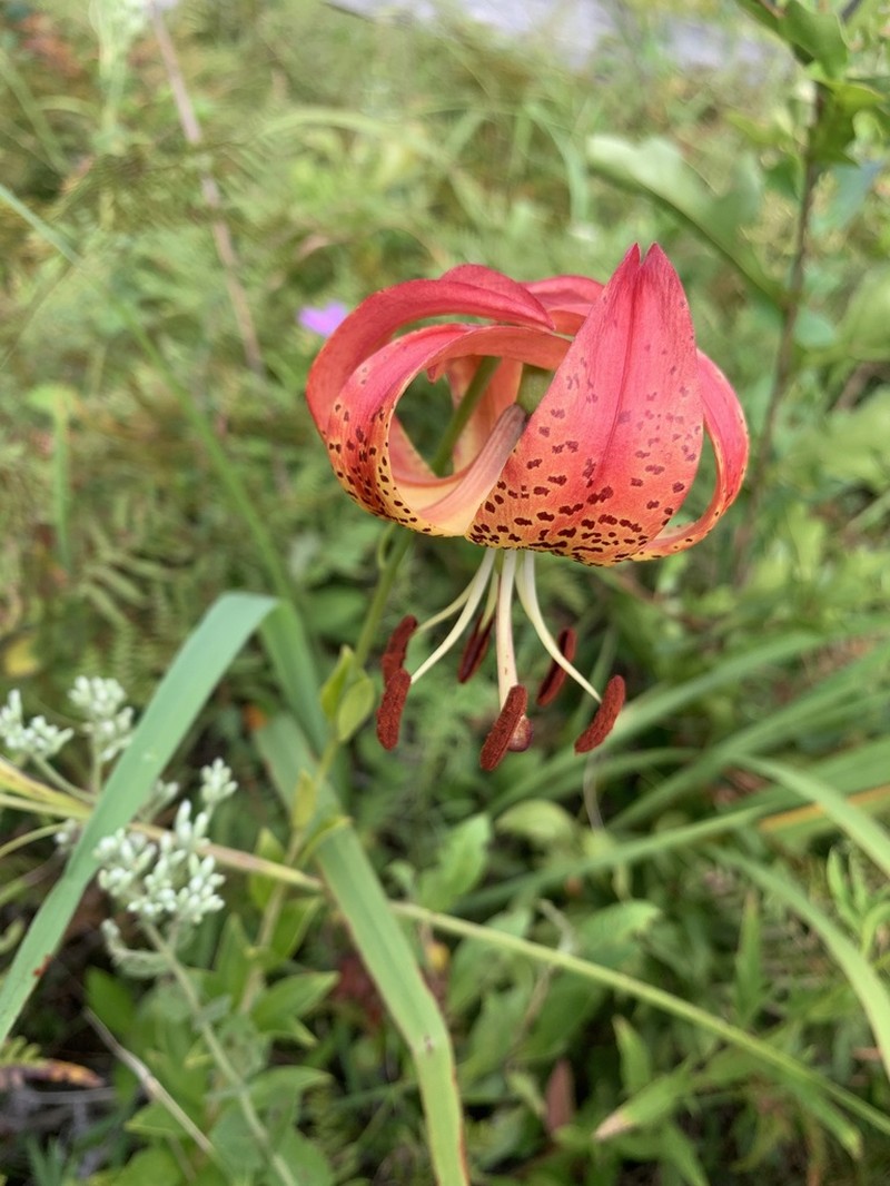 Sandhills Lily photo 3