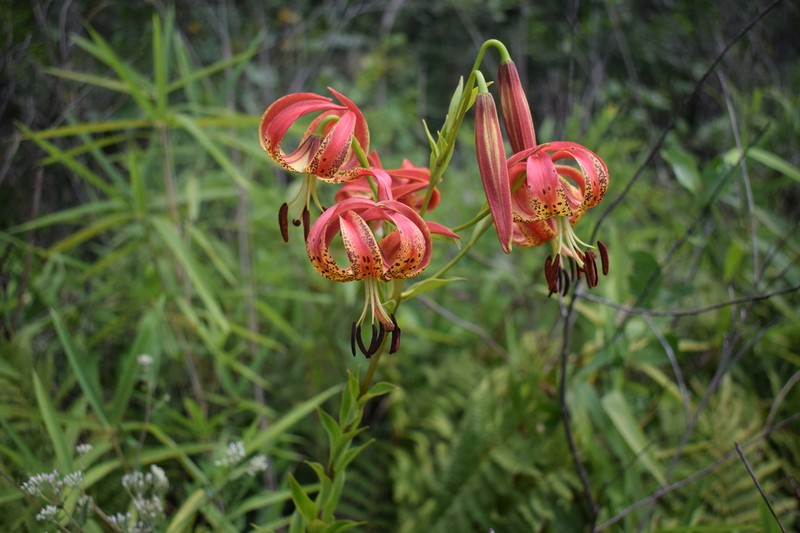 Sandhills Lily photo 4