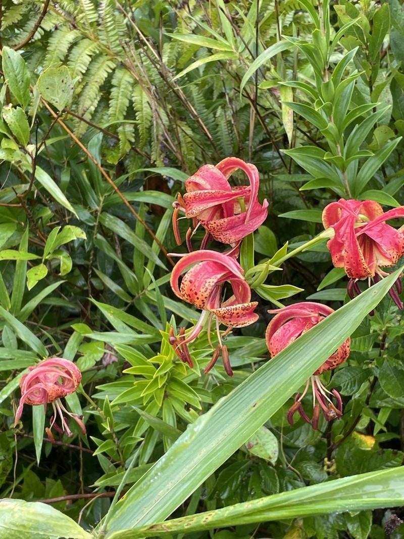 Sandhills Lily photo 5