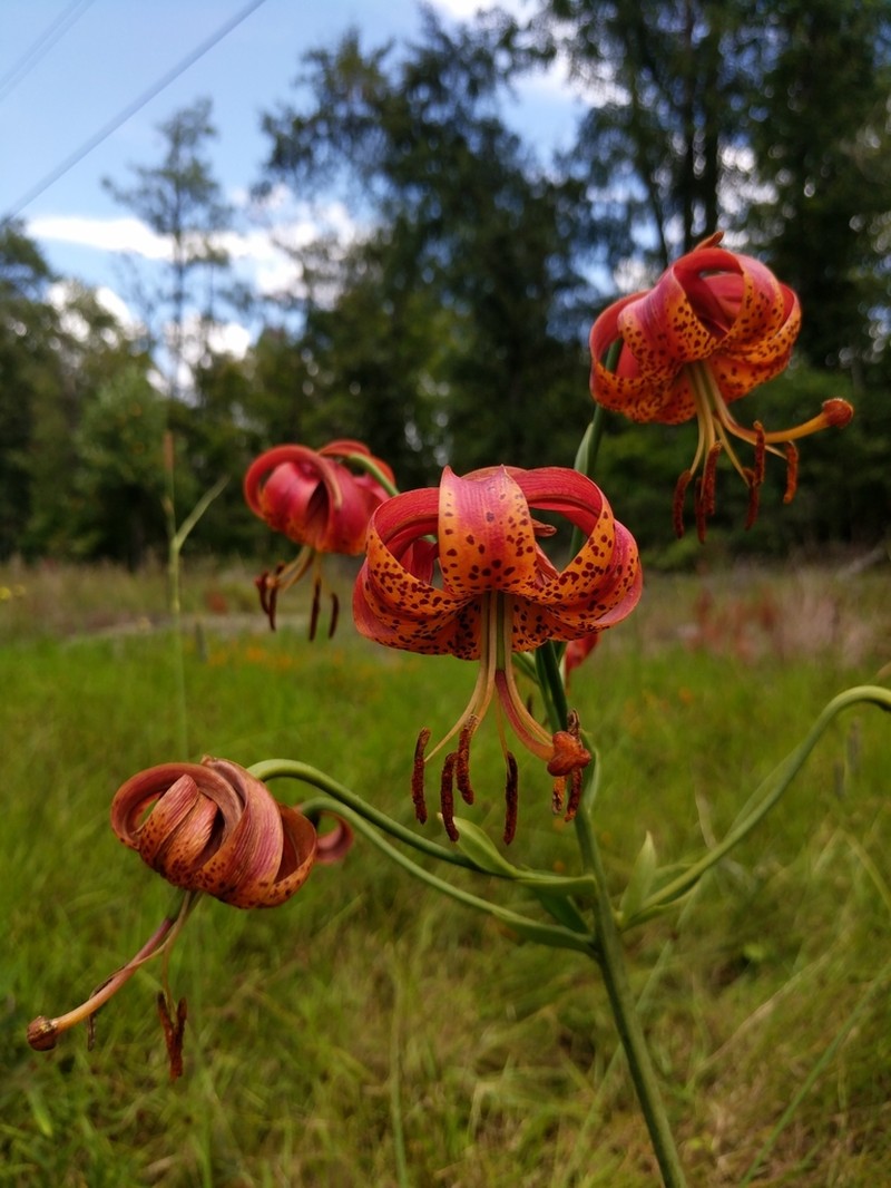 Sandhills Lily photo 6