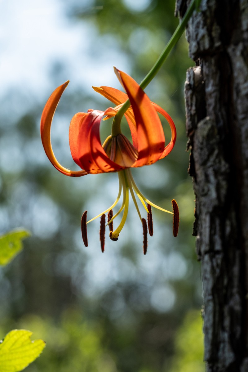Sandhills Lily photo 7
