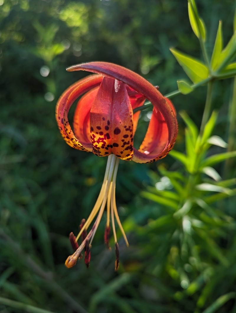 Sandhills Lily photo 8