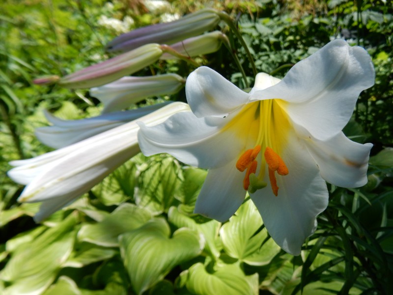 Regal Lily photo 5