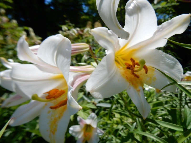 Regal Lily photo 6
