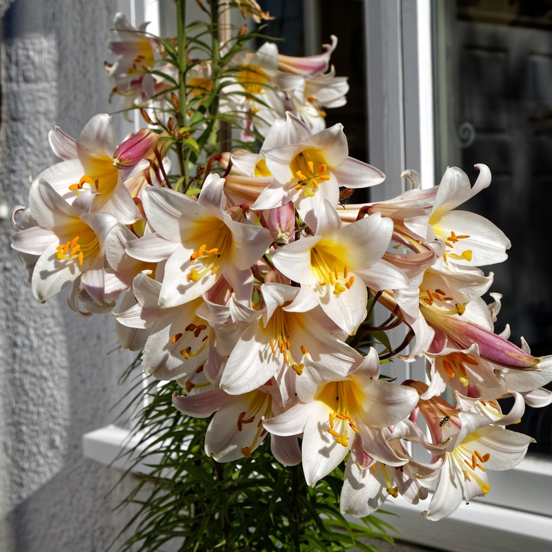 Regal Lily photo 2
