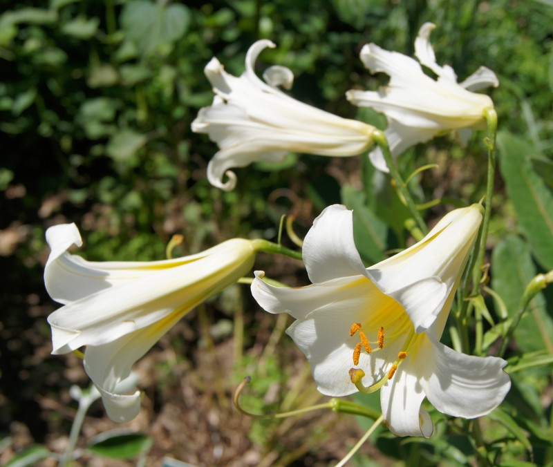 Regal Lily photo 3