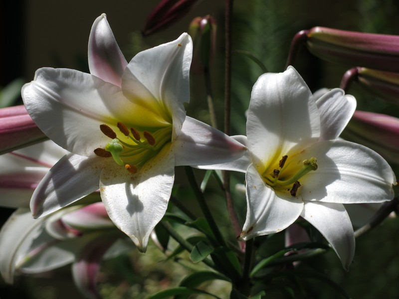 Regal Lily photo 4